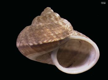 Media type: image; Malacology 167158